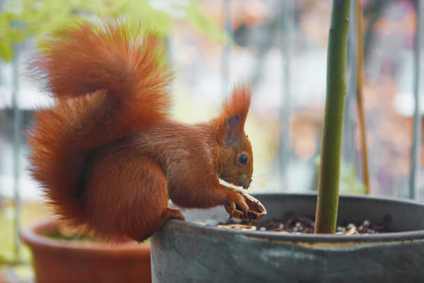 Squirrel in the garden