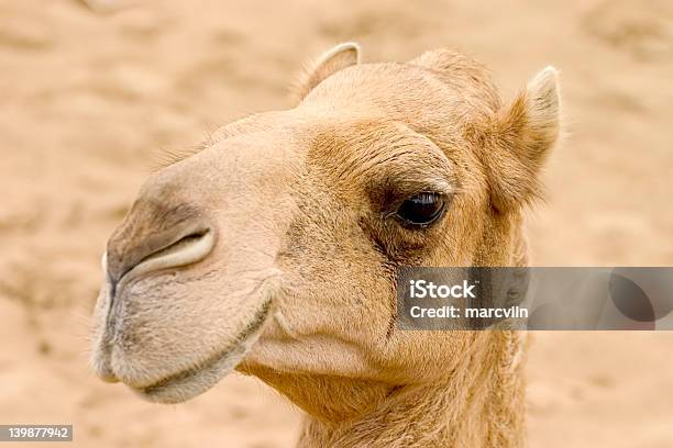 El Camello Foto de stock y más banco de imágenes de Animal - Animal, Arena, Barco de vela