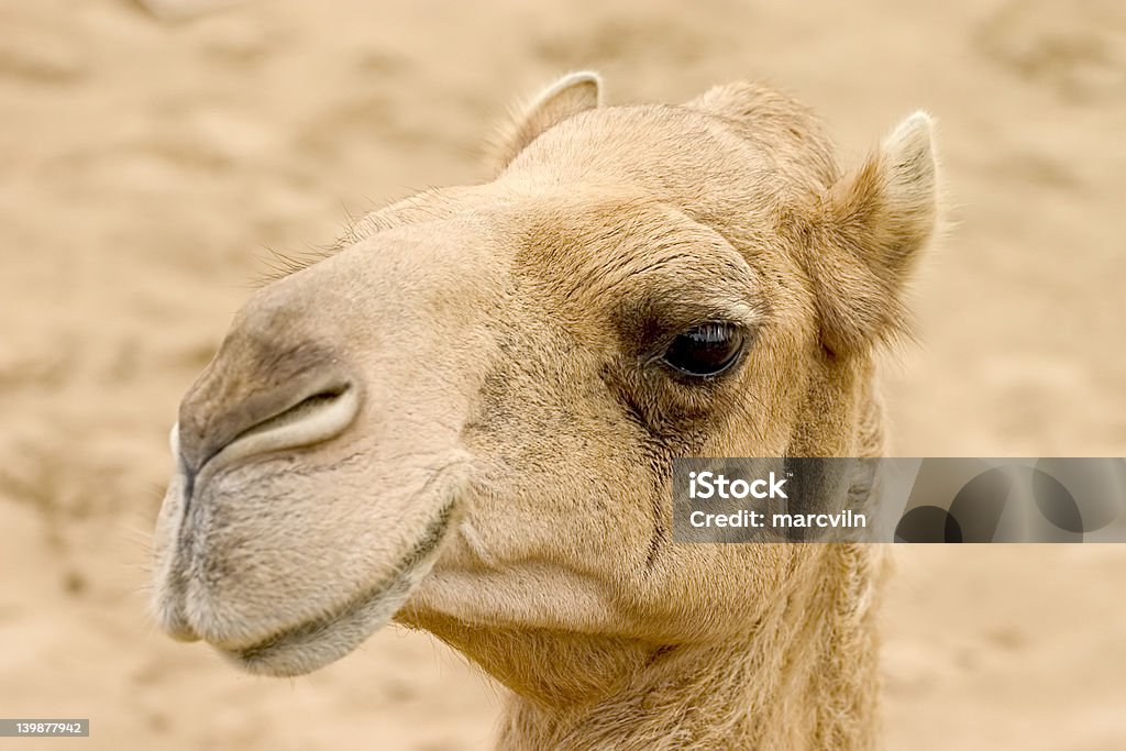 Il cammello. - Foto stock royalty-free di Animale
