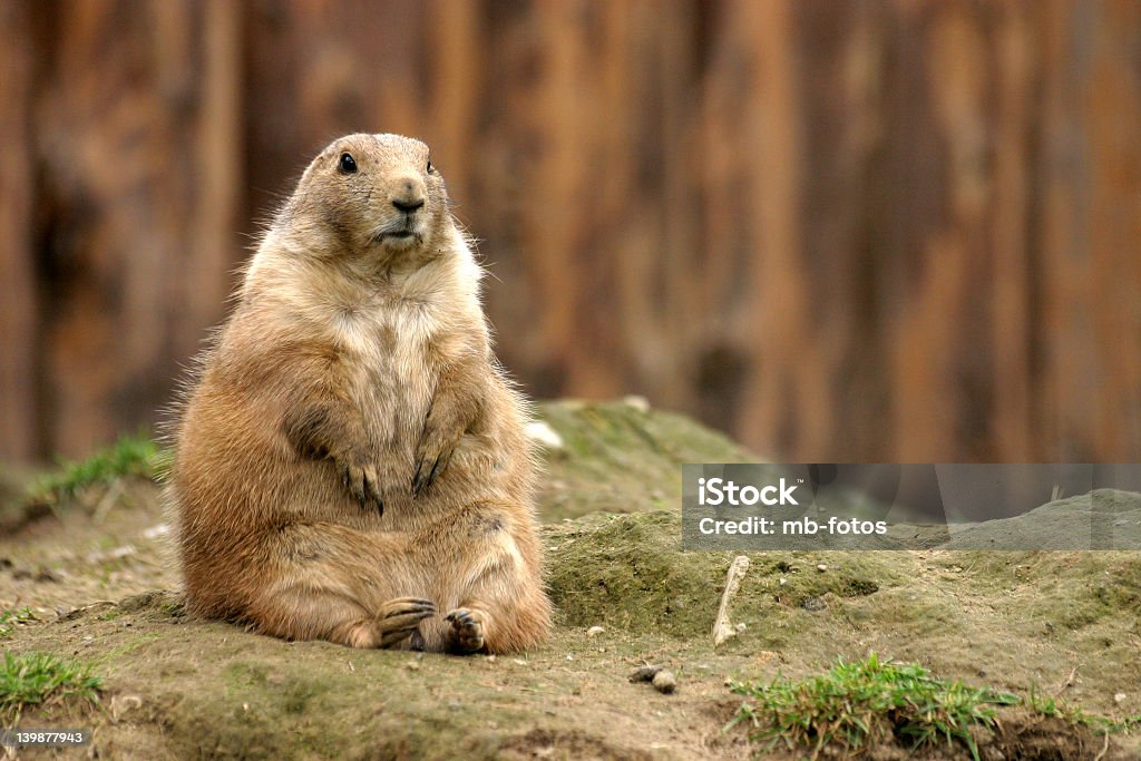 Cão da Pradaria - Foto de stock de Animal royalty-free