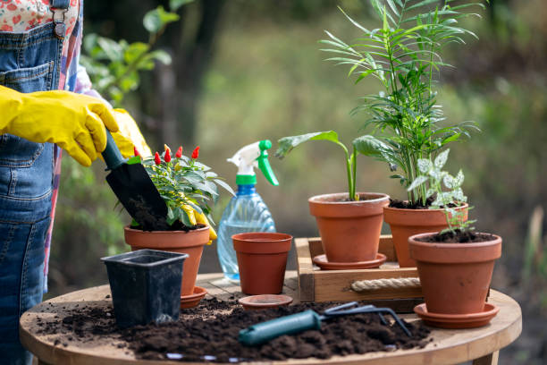 istock flower transplant  in the garden 1398779857