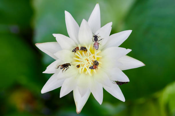 Lotus flower