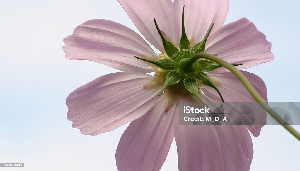 A different point of view Rear view of an single pink cosmos flower, looking up towards the sun. Africa Stock Photo