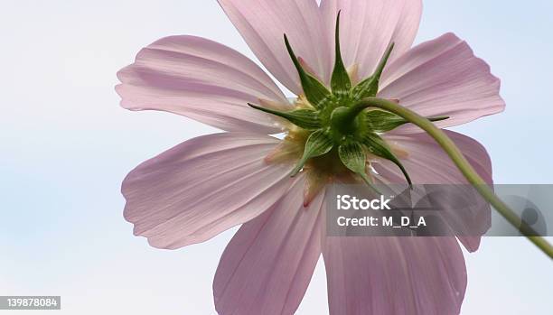 A Different Point Of View Stock Photo - Download Image Now - Africa, Animals In The Wild, Beautiful People