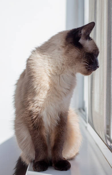 istock beautiful siamese cat looks out the window standing on the windowsill 1398780849