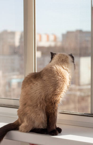 istock beautiful siamese cat looks out the window standing on the windowsill 1398780862