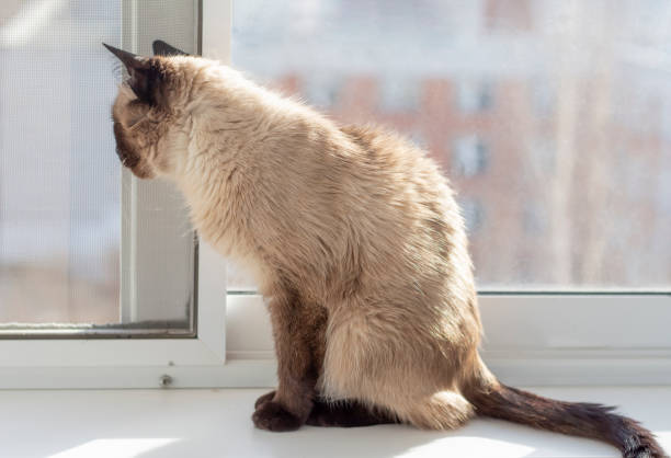 istock a beautiful Siamese cat is sitting on the windowsill by the window 1398780904