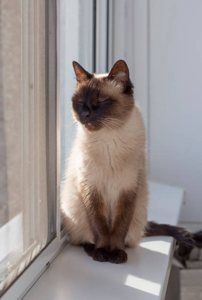 istock a beautiful Siamese cat is sitting on the windowsill by the window 1398781011