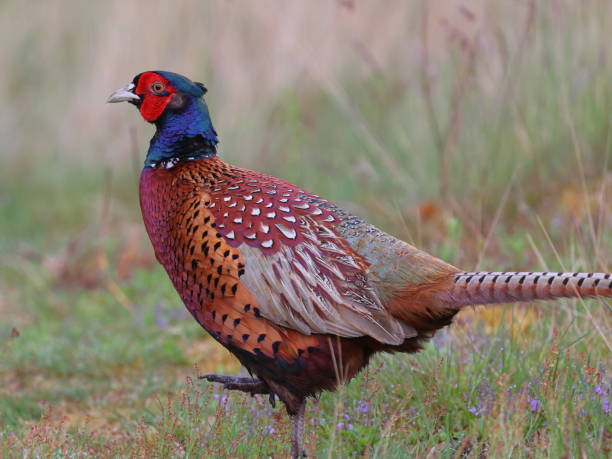 istock Male pheasant at Thursley common, Surrey, UK 1398781049
