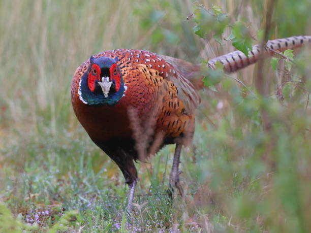 istock Male pheasant at Thursley common, Surrey, UK 1398781149