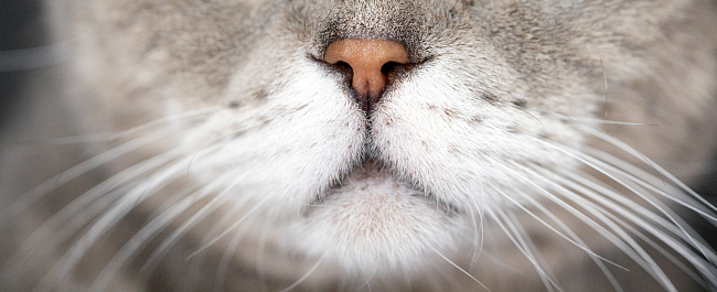 Closeup of a cat face (mustache and nose ) British shorthair cat