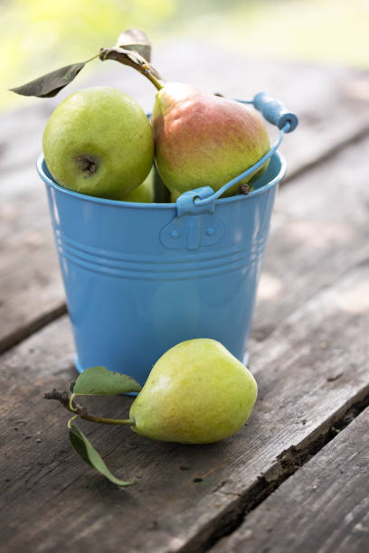 istock beautiful and healthy pears in a bucket 1398781235