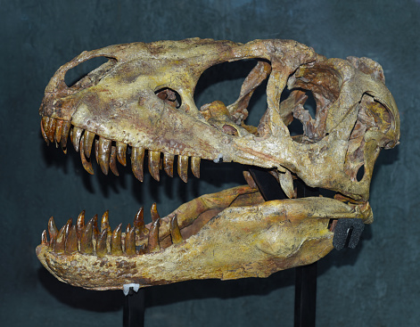 Scull of Tarbosaurus baatar dinosaur found in Mongolia Gobi desert