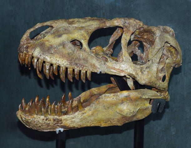 Scull of Tarbosaurus baatar dinosaur found in Mongolia Gobi desert stock photo