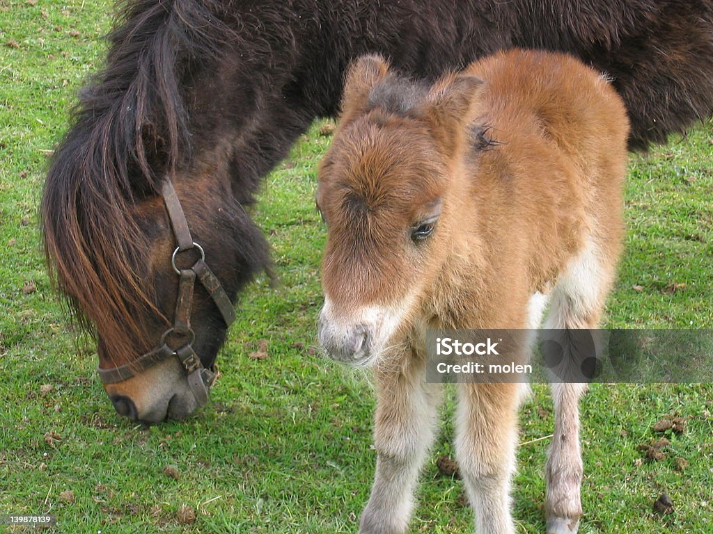 Cavalo com seu filho - Foto de stock de Animal royalty-free