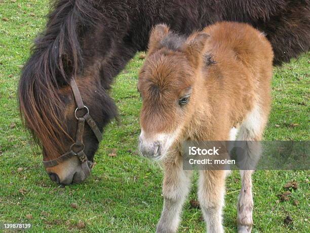 Foto de Cavalo Com Seu Filho e mais fotos de stock de Animal - Animal, Cabresto, Cavalo - Família do cavalo