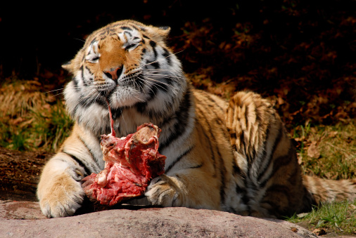 Tiger lunch at Zurich zoo.
