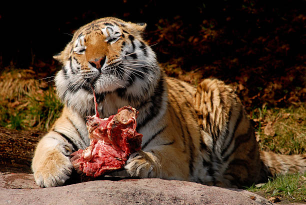 Tiger Food stock photo