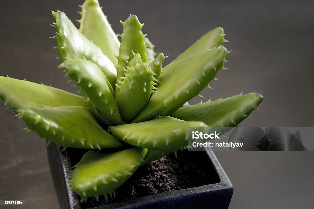 Potted baby Aloe small aloe plant in a pot Aloe Stock Photo