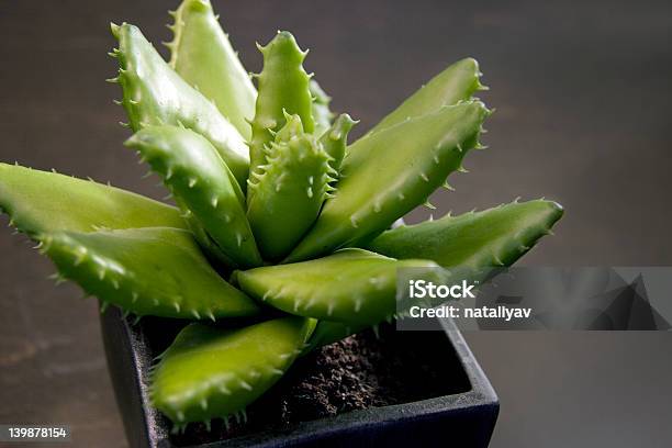 Potted Baby Aloe Stock Photo - Download Image Now - Aloe, Aloe Vera Plant, Brown