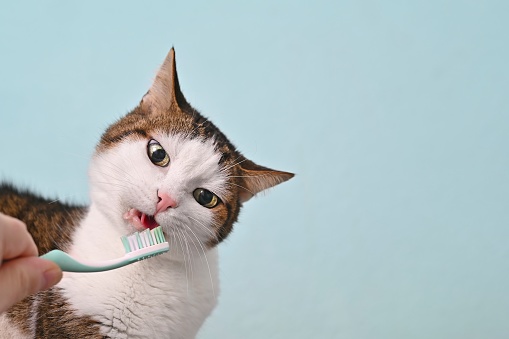 Funny tabby cat getting her teeth brushed by her owner on a turquoise green background. Horizontal image with copy space.