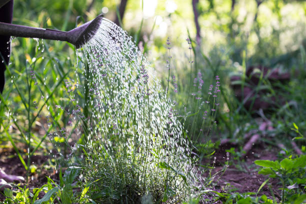 istock Girl pours lavender from a watering can 1398781675