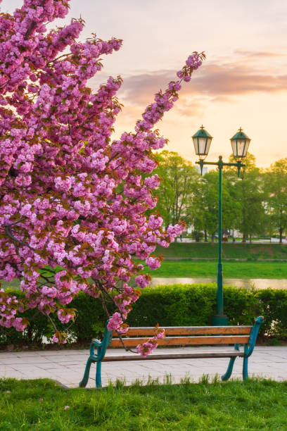 istock cherry blossom at sunrise 1398781830