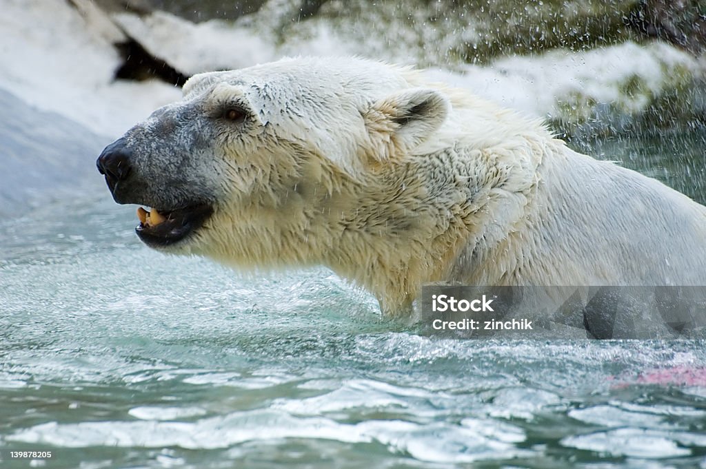 Biały Niedźwiedź aktywny - Zbiór zdjęć royalty-free (Arktyka)