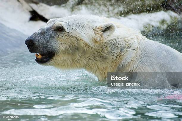 Biały Niedźwiedź Aktywny - zdjęcia stockowe i więcej obrazów Arktyka - Arktyka, Biały, Bliski