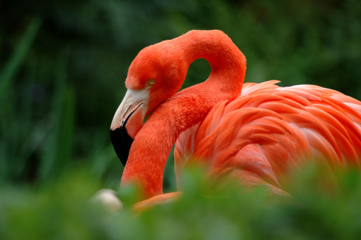 Flamingo through the grass