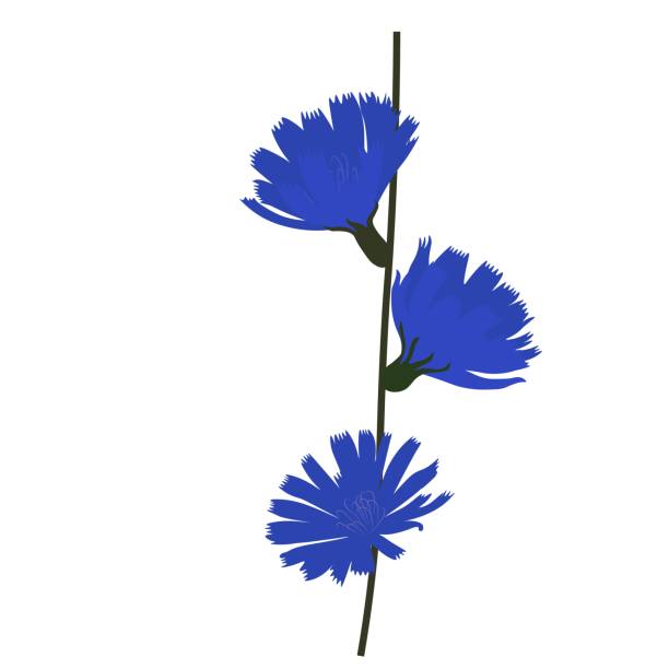 Chicory vector stock illustration. Blue flowers on a green stem. Chicory vector stock illustration. Blue flowers on a green stem. Plant. Isolated on a white background. swedish summer stock illustrations
