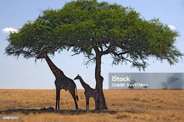 Tiere Giraffe Stockfoto und mehr Bilder von Afrika - Afrika, Baum, Ebene