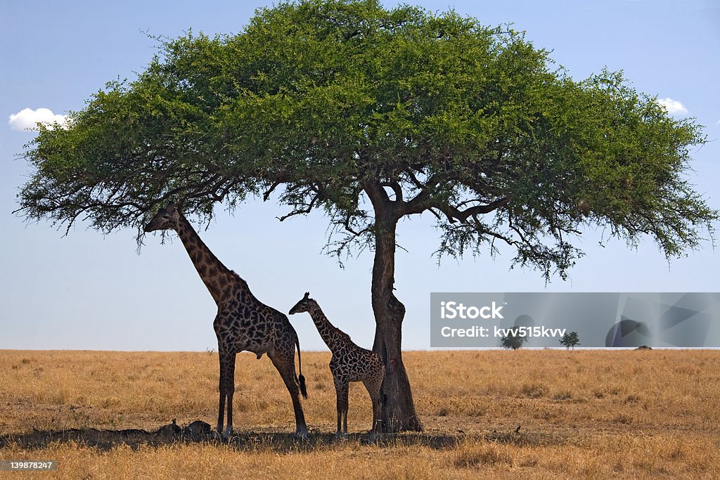 Animales de jirafa - Foto de stock de Aire libre libre de derechos