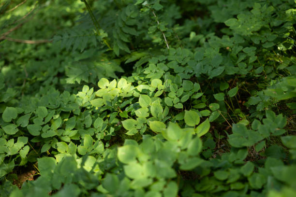 close up view on a bright green leafy plants carpet at summer