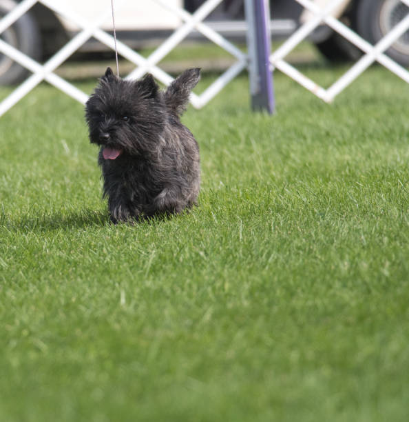 istock Dark furred Cairn Terrier 1398782957