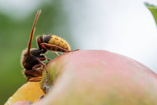 istock Macro view of a hornet on an apple 1398783035