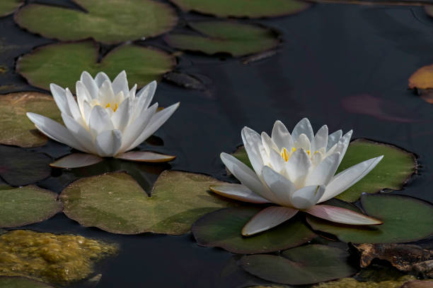 white Egyptian lotus water lily flower with leaves floating in the water. white Egyptian lotus water lily flower with leaves floating in the water. Israel white lotus stock pictures, royalty-free photos & images