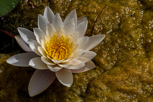white Egyptian lotus water lily flower with leaves floating in the water. Israel