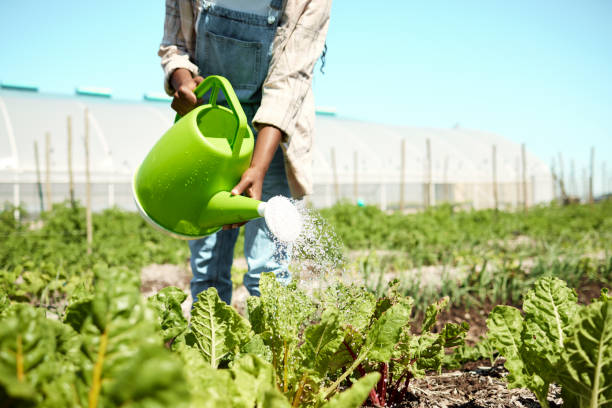 main de l’agriculteur arrosant les plants d’épinards. agriculteur utilisant un arrosoir. plantes arrosées dans une ferme. cultures cultivées et arrosées. agriculteur afro-américain arrosant des plants d’épinards biologiques - plant spinach photos et images de collection