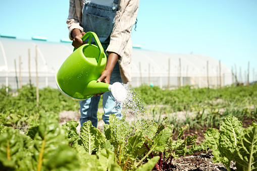 hand of farmer watering spinach plants. Farmer using a watering can. Plants being watered on a farm. Crops being cultivated and watered. African american farmer watering organic spinach plants