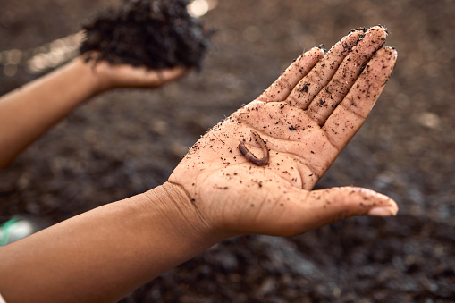 Hand of a farmer holding a worm. Closeup of a farmer holding dirt. Hand of farmer covered in soil. Farmer holding dirt in a plant nursery. Farmer on a sustainable farm holding a worm.
