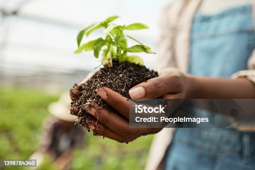 istock Closeup of farmer holding cultivated soil. hands of farmer holding sprouting plant in soil. Farmer holding dirt with growing plant. African american farmer holding blooming plant in soil. 1398784340