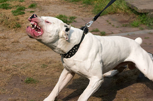 Dangerous angry dog on the attack mad dog american bulldog stock pictures, royalty-free photos & images