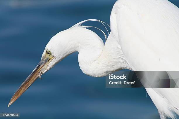 Heron Stock Photo - Download Image Now - Animal, Animal Body Part, Animal Head