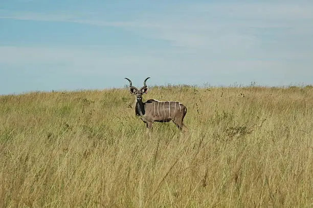 Kudu standing proud in a grass field in HluHluwe National Reserve