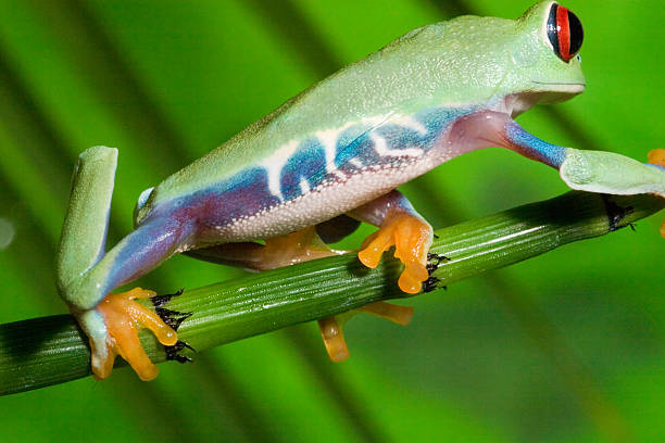 Red Eyed Tree Frog on branch 4 stock photo