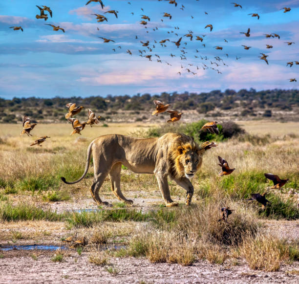 istock Young male lion walking 1398784934