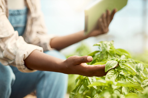 Closeup on hand of farmer checking a plant. Farmer checking a plant with a wireless tablet. Hand of farmer checking a crop in a greenhouse. African american farmer in a garden