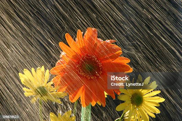 Дождь На Цветов — стоковые фотографии и другие картинки Апрель - Апрель, Без людей, Брызги