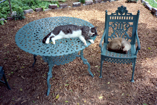 Photo of cats at the Hemingway House in Key West Florida.  Ernest Hemingway liked cats and allowed his house to be overun with them-this tradition continues to this day.